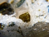 green epidote crystal valmalenco valtellina italy