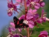 butterfly pink violet flower
