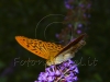butterfly orange flies
