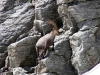 f2-alpine-ibex