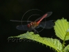 red dragonfly on a leaf