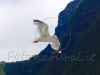 f5-seagull-in-flight