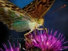 una farfalla con le zampe appoggiate ai petali ljlla-viola di un fiore di cardo