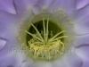 interno di un fiore lilla