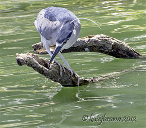 Photo of the Week, July 3, 2012, by Kate Brown