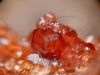 hessonite garnet valmalenco valtellina italy