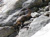 f1-alpine-ibex