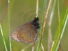 butterfly grass