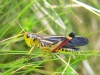 multicolor grasshopper
