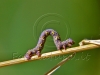 Inchworm geometer moth larvae climbing