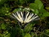 farfalla con le ali bianche e nere posata su fiori bianchi