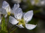 Flora