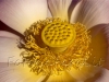 center of a lotus flower